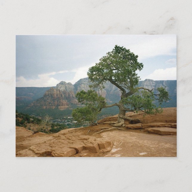 Sedona Tree Postkarte (Vorderseite)