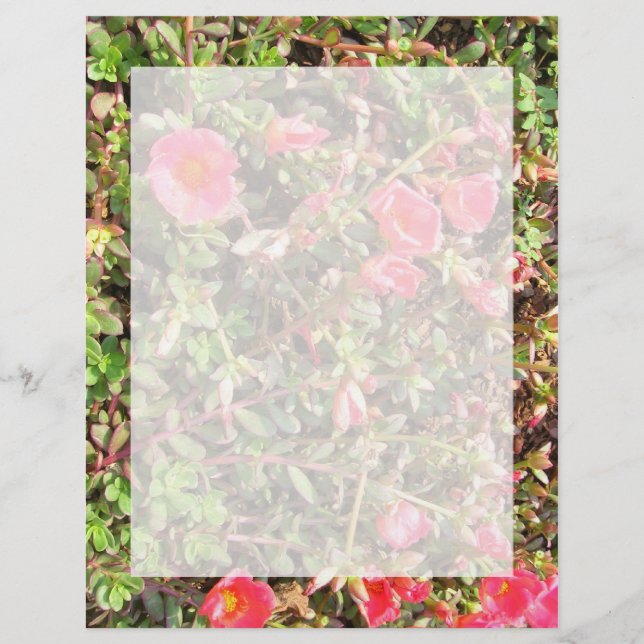 Sedum (Vorderseite)