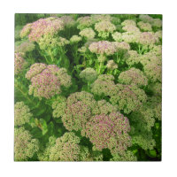 Sedum "Herbst-Freude "