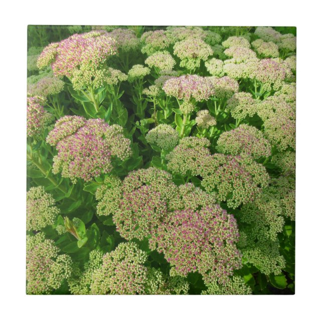 Sedum "Herbst-Freude " Fliese (Vorderseite)