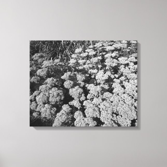 Sedum Herbstfreude (B&W) Leinwanddruck (Vorderseite)