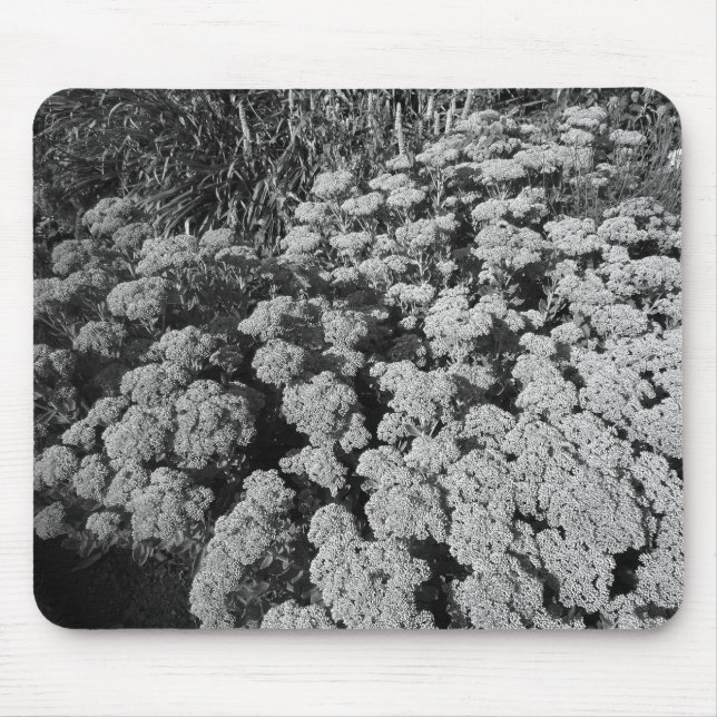 Sedum Herbstfreude (B&W) Mousepad (Vorne)