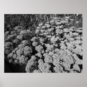 Sedum Herbstfreude (B&W) Poster