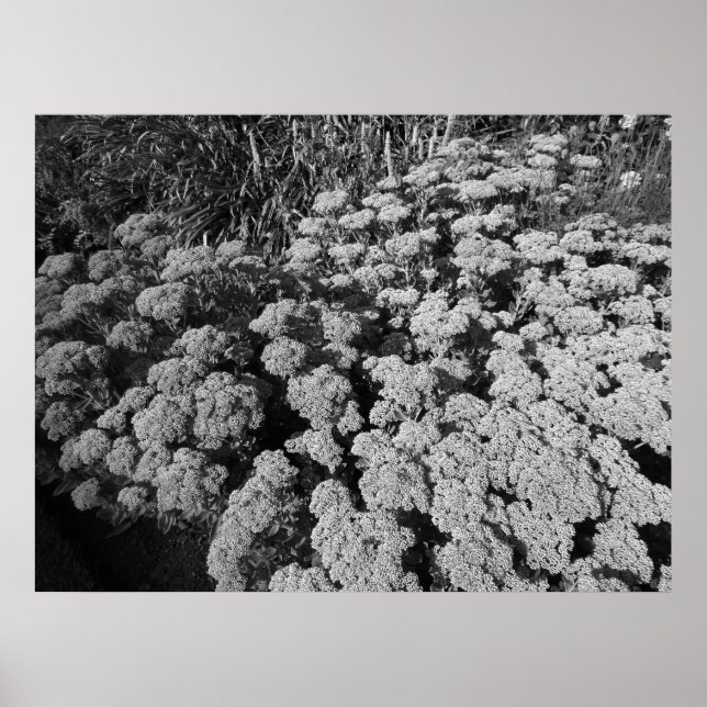 Sedum Herbstfreude (B&W) Poster (Vorne)