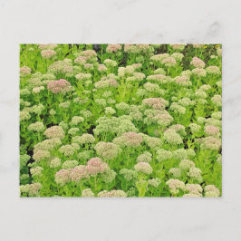 Sedum "Herbstfreude" im Späten August Postkarte