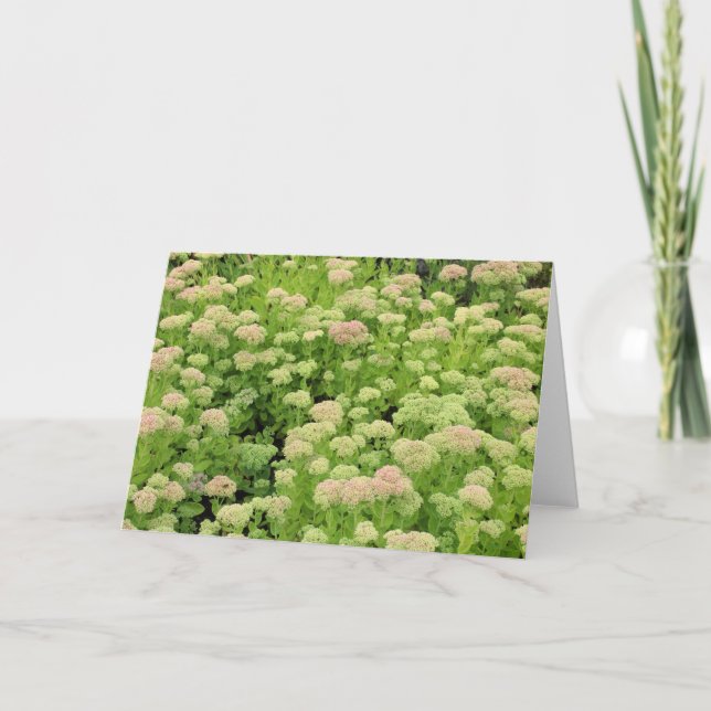 Sedum Herbstfreude Karte (Vorderseite)