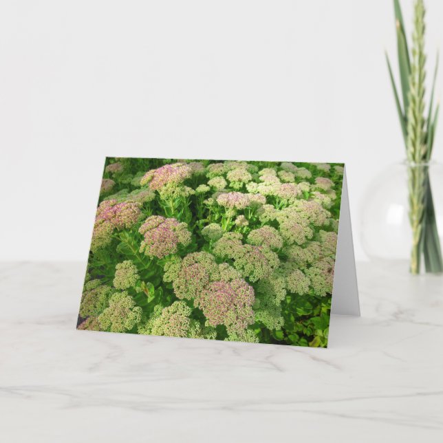 Sedum Herbstfreude Karte (Vorderseite)