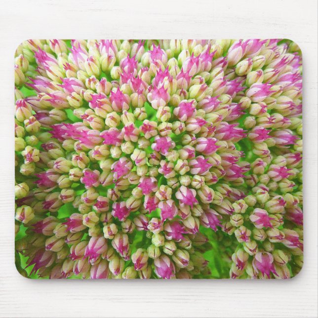 Sedum Herbstfreude Mousepad (Vorne)