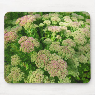 Sedum "Herbstfreude" Mousepad