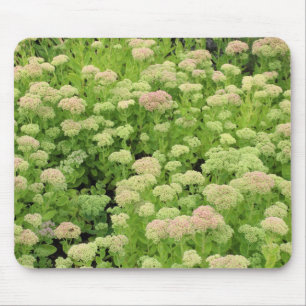 Sedum "Herbstfreude" Mousepad