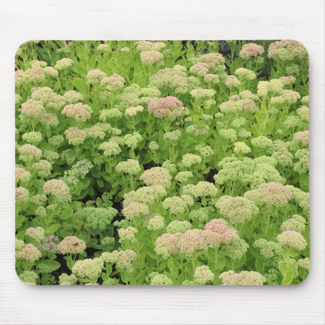 Sedum "Herbstfreude" Mousepad (Vorne)