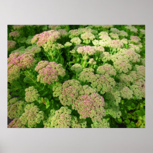 Sedum Herbstfreude Poster