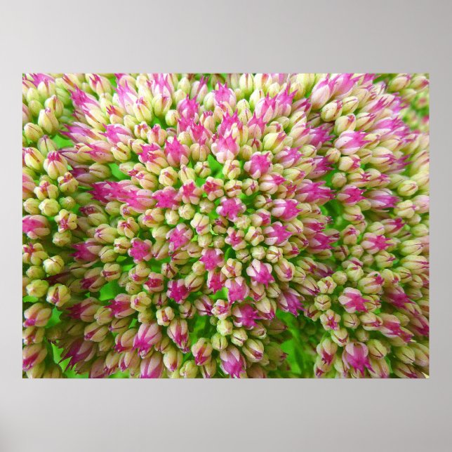 Sedum Herbstfreude Poster (Vorne)