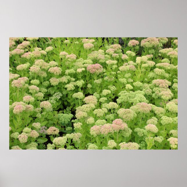 Sedum Herbstfreude Poster (Vorne)