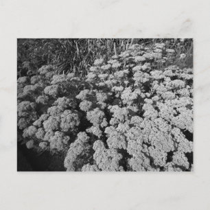 Sedum Herbstfreude Postkarte