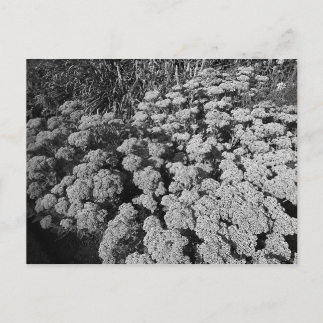 Sedum Herbstfreude Postkarte (Vorderseite)