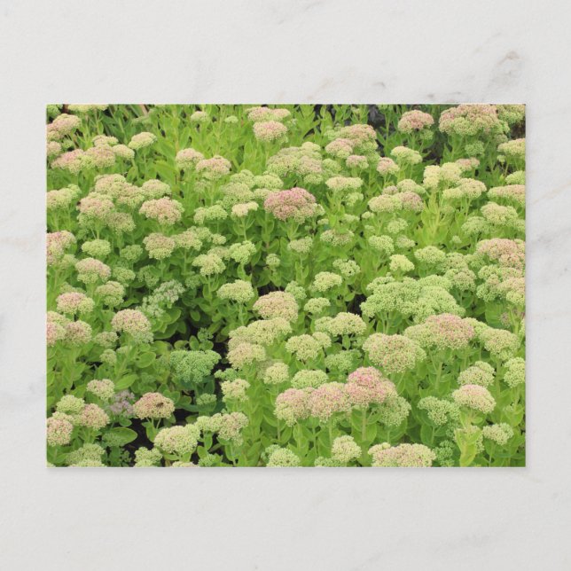 Sedum Herbstfreude Postkarte (Vorderseite)