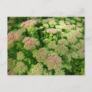 Sedum Herbstfreude Postkarte