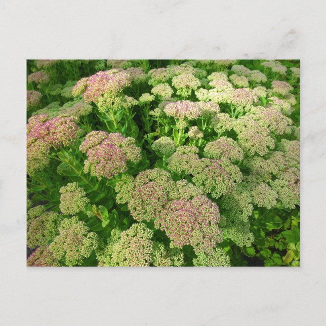 Sedum Herbstfreude Postkarte (Vorderseite)