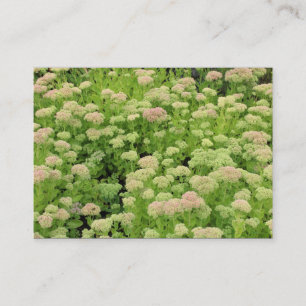 Sedum (Herbstfreude) Visitenkarte