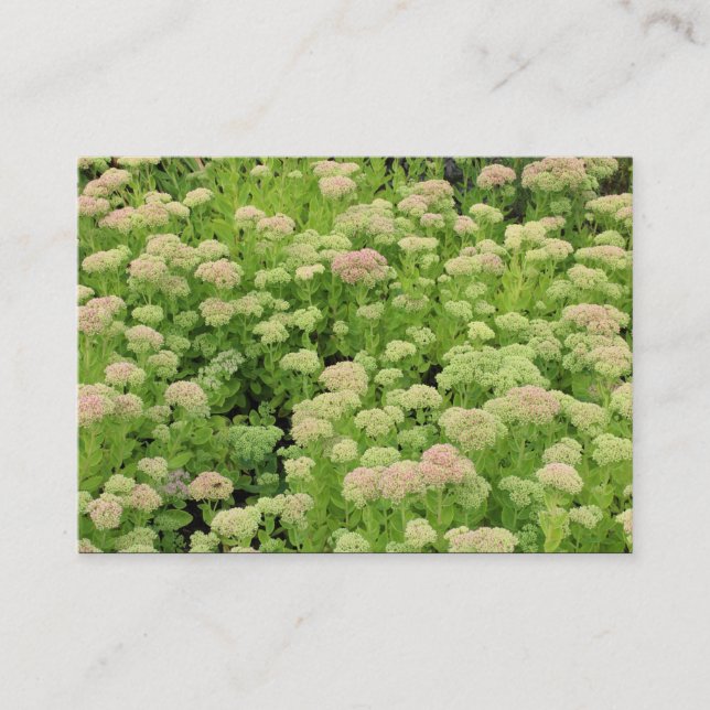 Sedum (Herbstfreude) Visitenkarte (Vorderseite)