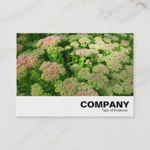 Sedum "Herbstfreude" Visitenkarte