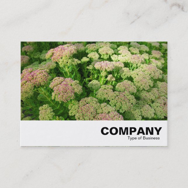 Sedum "Herbstfreude" Visitenkarte (Vorderseite)