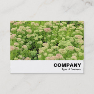 Sedum (Herbstfreude) Visitenkarte