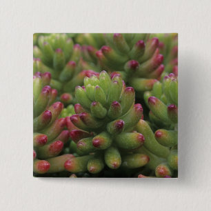 Sedum-Pflanze, Arizona-Sonora Desert Museum, Button