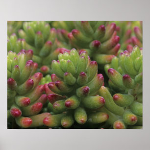 Sedum-Pflanze, Arizona-Sonora Desert Museum, Poster