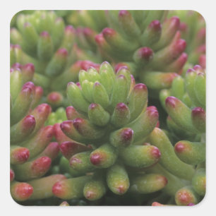 Sedum-Pflanze, Arizona-Sonora Desert Museum, Quadratischer Aufkleber