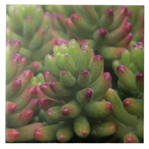 Sedum-Pflanze, Wüstenmuseum Arizona-Sonora, Fliese