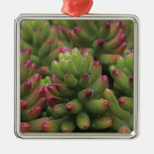 Sedum-Pflanze, Wüstenmuseum Arizona-Sonora, Ornament Aus Metall