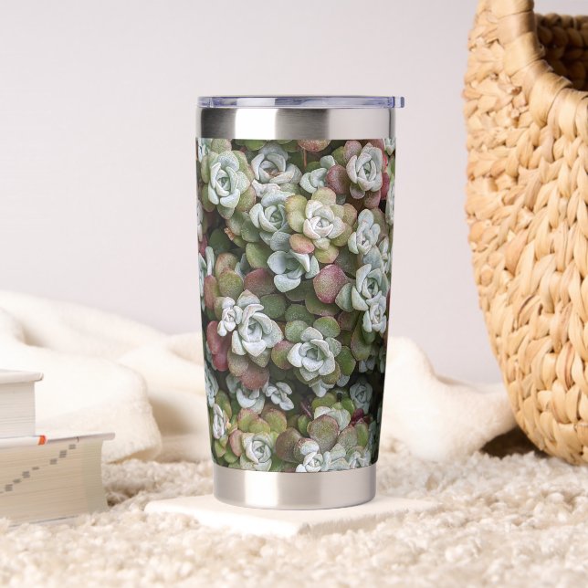 Sedum Spathulifolium Stonecrop Botanisch Thermobecher (Wohnzimmer)