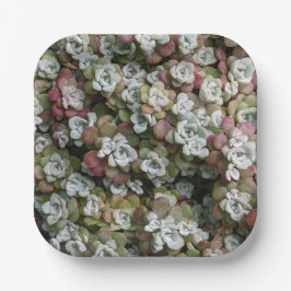 Sedum Spathulifolium Succules floral Pappteller