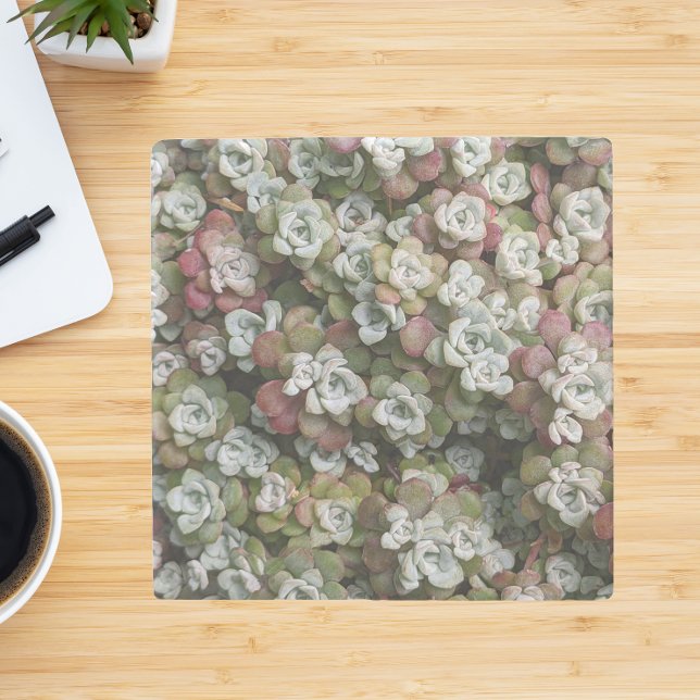 Sedum Spathulifolium Succules floral Steinuntersetzer (In Situ)