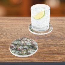 Sedum Spathulifolium Sukkuläre Pflanze Bläschen