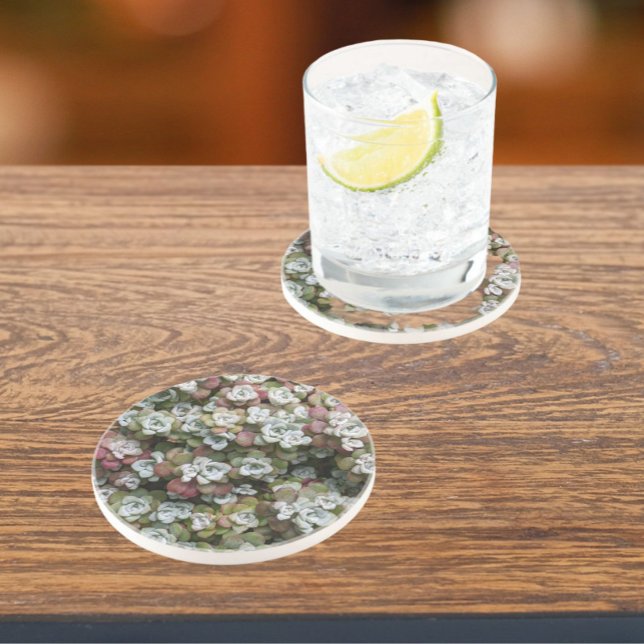 Sedum Spathulifolium Sukkuläre Pflanze Bläschen Getränkeuntersetzer (In Situ)