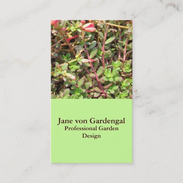 Sedum Visitenkarte (Vorderseite)