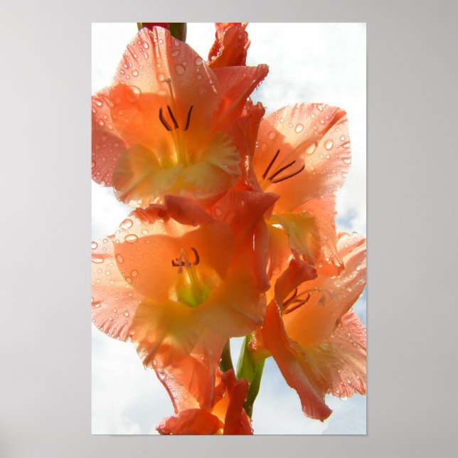 See-through Gladiolas Poster (Vorne)