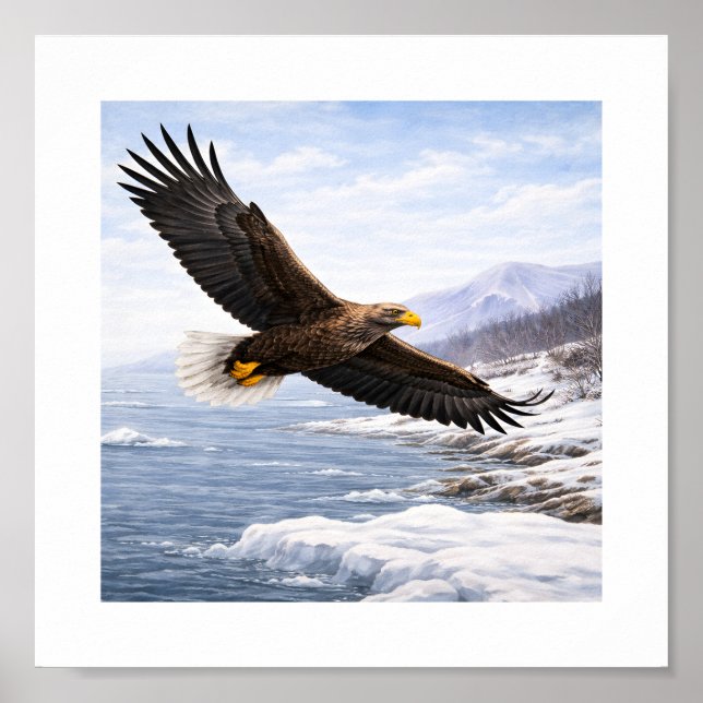 Seeadler (Haliaeetus albicilla) –  Poster (Vorne)