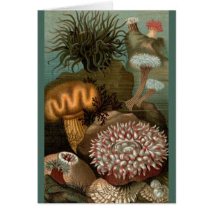 Seeanemone aus dem 19. Jahrhundert