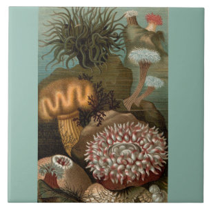 Seeanemone aus dem 19. Jahrhundert Fliese