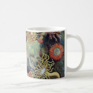 Seeanemone Ernst Haeckels Actiniaea Tasse