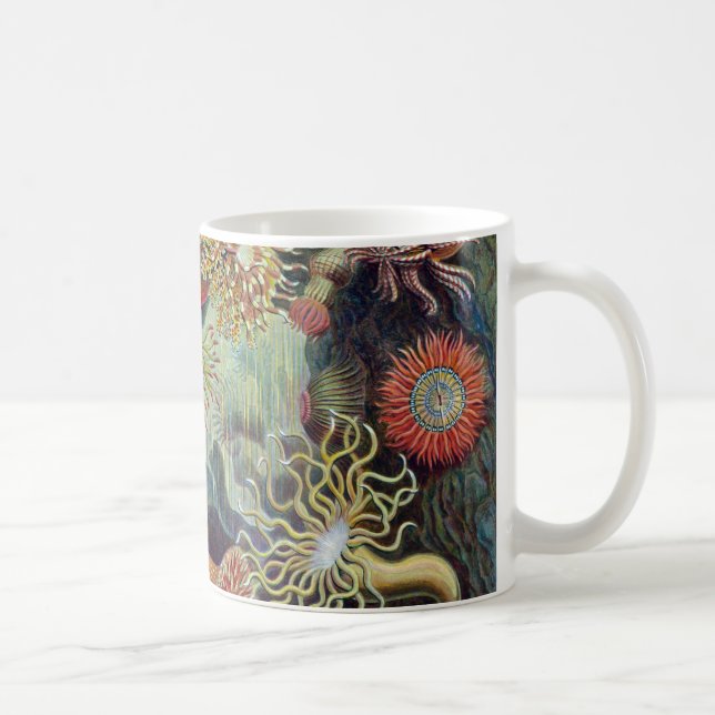 Seeanemone Ernst Haeckels Actiniaea Tasse (Rechts)