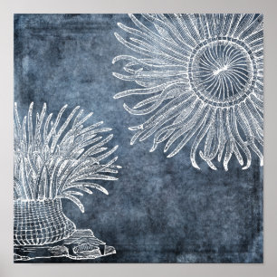 Seeanemone-Wasserfarbe-Dämmerung-Ozean-Blau-Weiß Poster