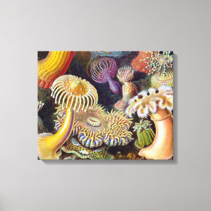 Seeanemone wissenschaftliche Natur Ozean Leinwanddruck