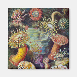 Seeanemone wissenschaftliche Natur Ozean Magnet