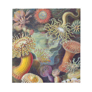 Seeanemone wissenschaftliche Natur Ozean Notizblock
