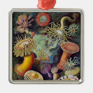 Seeanemone Wissenschaftliche Natur Ozean Ornament Aus Metall
